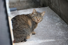 「別サバトラ｣登場♪