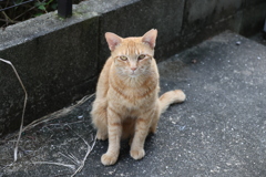 やった～（中茶トラ）♪