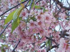 「一本の桜」♪♪