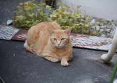 願いは、叶う♪（中茶トラ）