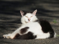 ノラ猫の風格♪