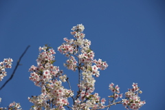 青空と桜♪