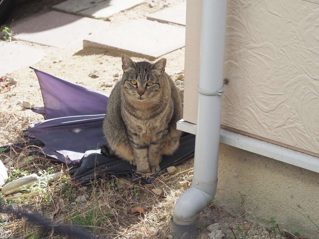 サバトラ参上♪