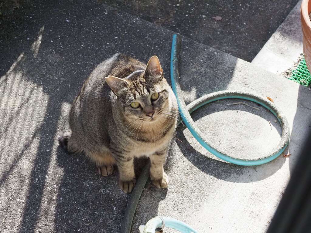 こちらを伺う「サバトラ」♪