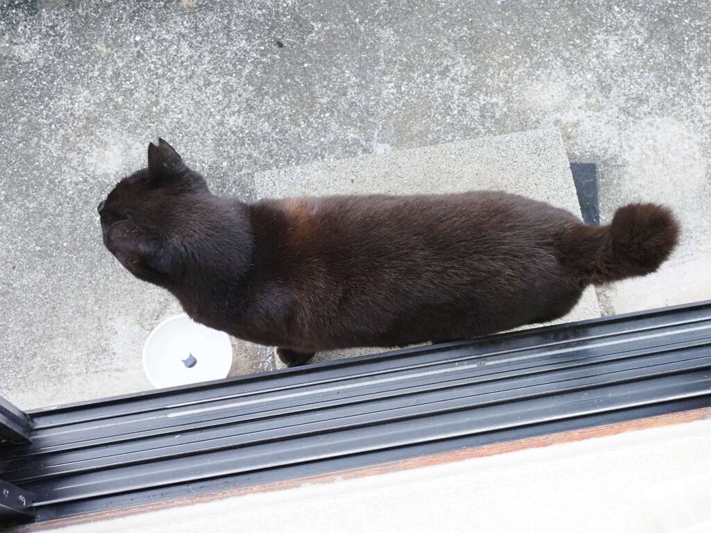 追うネコ♪