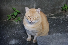 「クロネコ」駆逐？