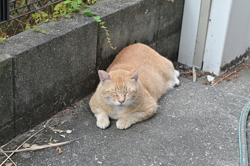 朝は、眠～い♪