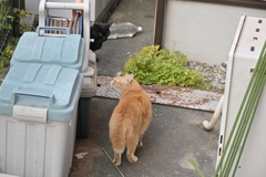 「大茶トラ」ＶＳ「クロネコ」