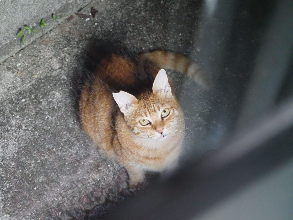 「まるどら」来た（続編）♪