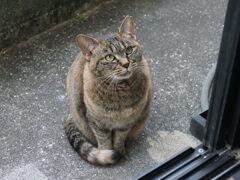 「どら美」で行こう♪