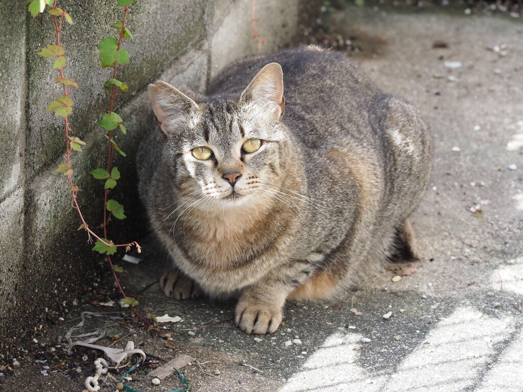 来てる来てる♪
