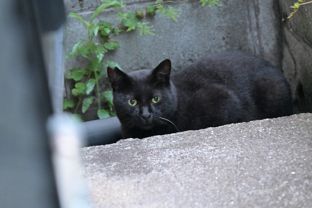 闇夜に光るもの♪