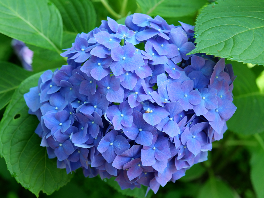 Blueあじさい♪