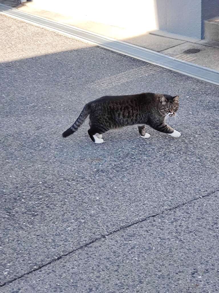 「警戒しながら逃げてゆく」♪