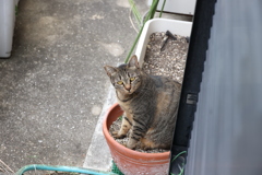 別サバトラ！(続編）