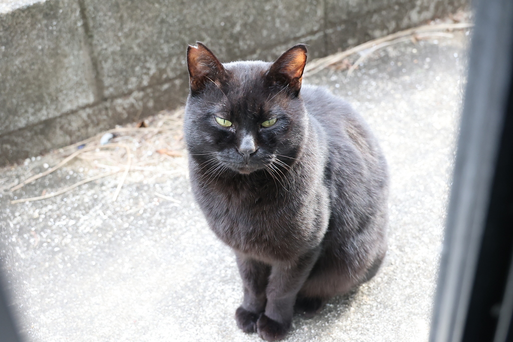 くしゃみ一発♪