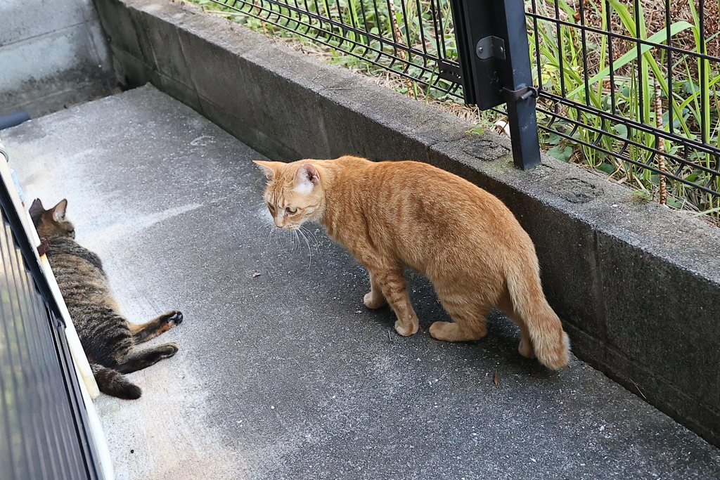 ちょっかい出さないで♪