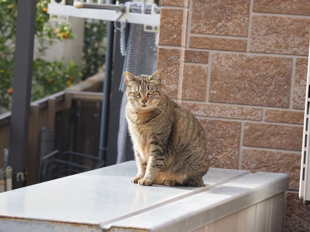 本日の「サバトラ」♪