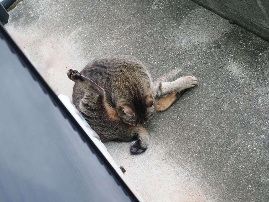 餌欲しい　サバトラが窓　掻きむしる♪