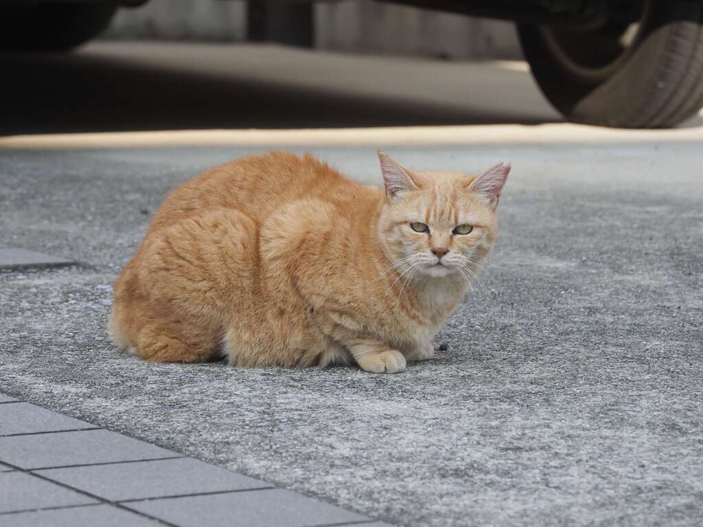 「新春ねこ散歩」♪