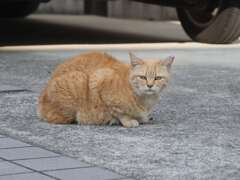 「新春ねこ散歩」♪