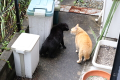 やってるやってる♪
