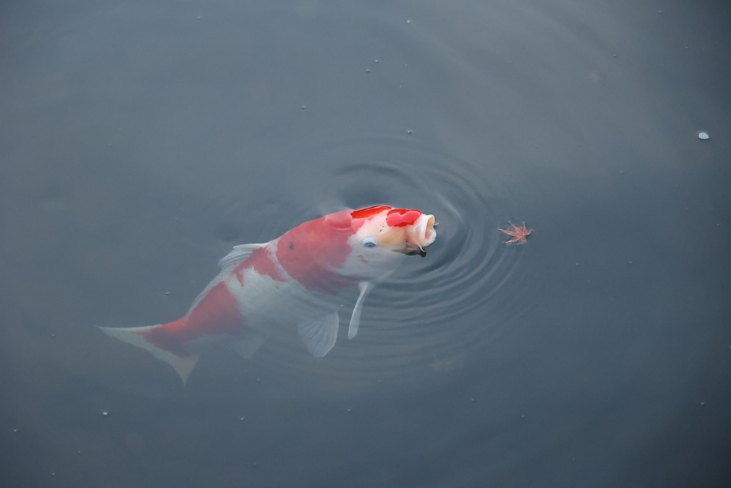 鯉も、モミジを食べるニャ♪