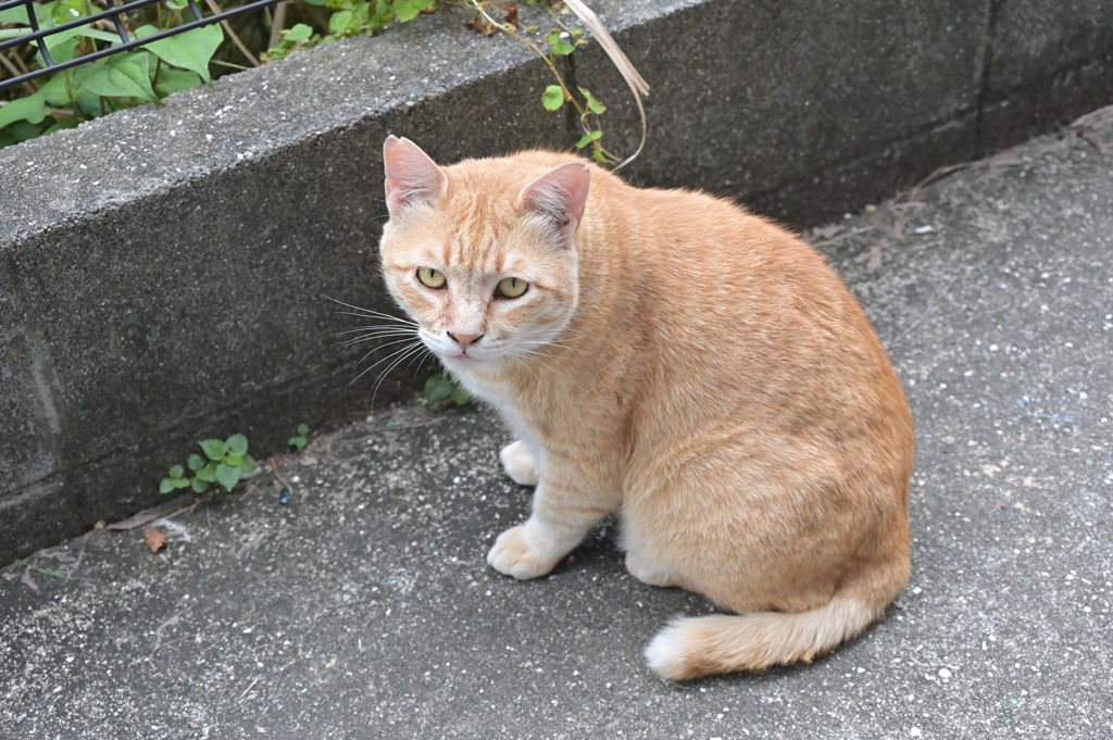 夕方に来るネコ（大茶トラ）