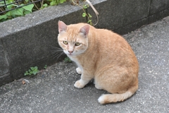 夕方に来るネコ（大茶トラ）