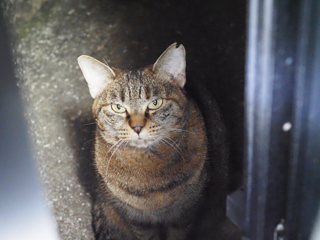 「来てますニャ」♪