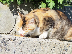 「ミックス」♪