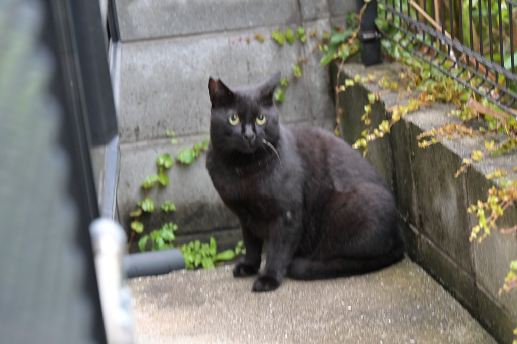 今日も元気だクロネコで行こ～