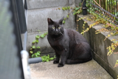 今日も元気だクロネコで行こ～