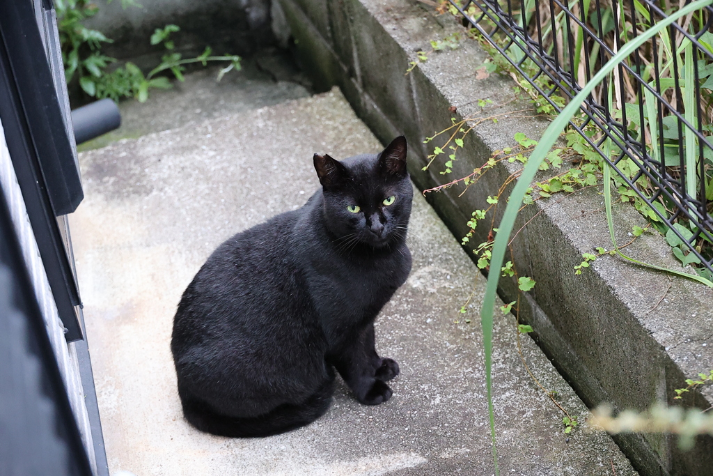 「クロネコ」大遅刻♪