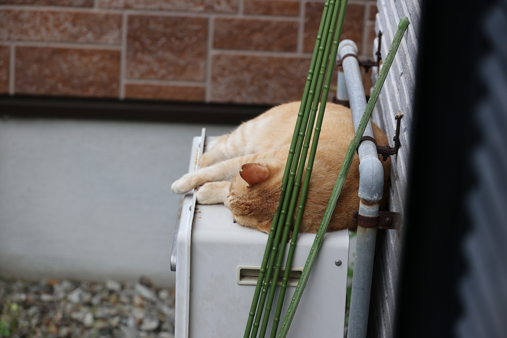 2番ネコ（熟睡）♪