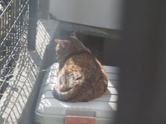 「暖かくなると出て来る」♪ 「暖かくなると出て来る」♪