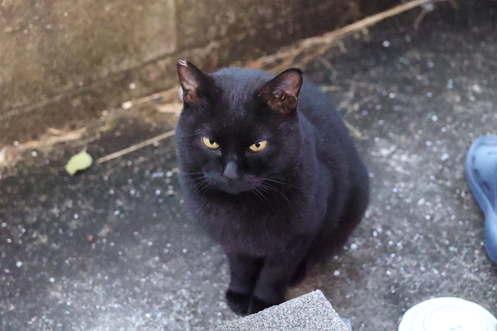 大雨上がる（師走の朝）♪