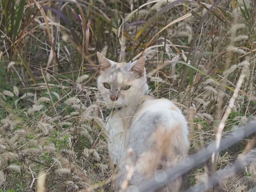 「迷い猫」（続々編）