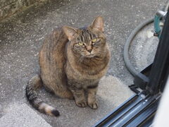 「まだら物体」♪