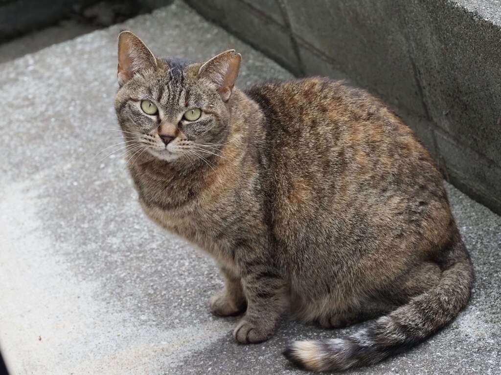 「ねこが来る日は、暖かい」（続々編）♪