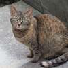 「ねこが来る日は、暖かい」（続々編）♪