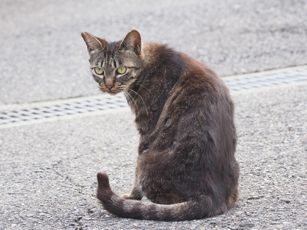 「サバ黒」♪