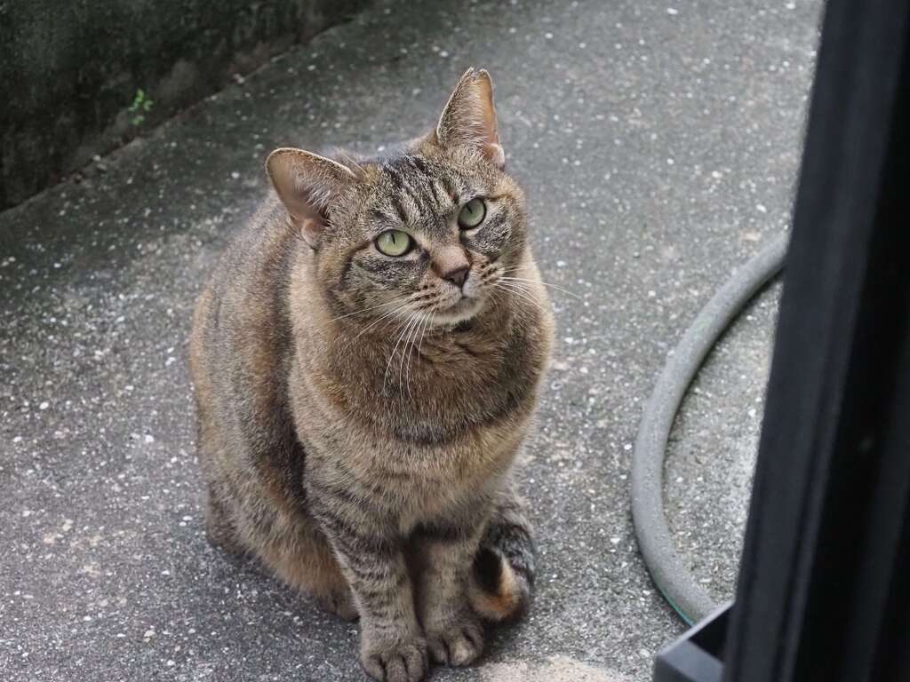 「来た来た」♪