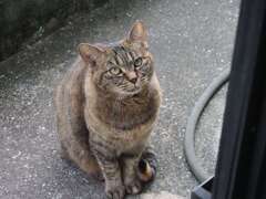 「来た来た」♪