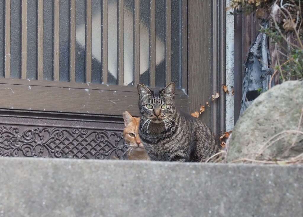 ねこ散歩（第2弾）♪