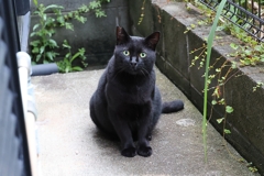 餌待ち顔（遅刻の朝）