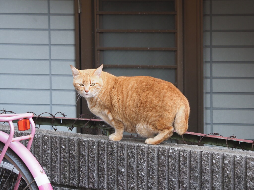 「朝茶トラ」♪