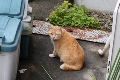 「クロネコ」VS「大茶トラ」