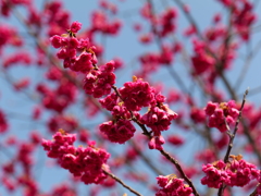 八重の桜♪