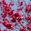 八重の桜♪